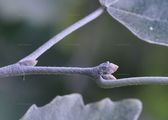 Populus alba (Silber-Pappel) - dicht behaartes Blatt und Knospe