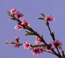 Prunus persica (Kultur-Pfirsich) - Blüten