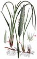 Marram - Ammophila arenaria (L.) Link