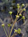 Gewöhnlicher Herzlöffel - Caldesia parnassifolia (L.) Parl.