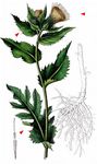 Kohl-Kratzdistel - Cirsium oleraceum (L.) Scop. 