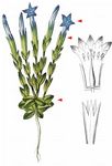 Schnee-Enzian - Gentiana nivalis L. 