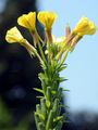 Gewöhnliche Nachtkerze - Oenothera biennis agg. 