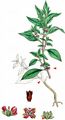 Pellitory-Of-The-Wall - Parietaria judaica L.