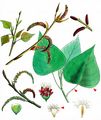Necklace Poplar - Populus carolinensis Moench