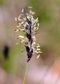 Blue Moor-Grass - Sesleria caerulea (L.) Ard.