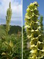 False Hellebore - Veratrum album L.