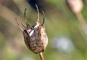 Saat-Schwarzkümmel - Nigella sativa L.