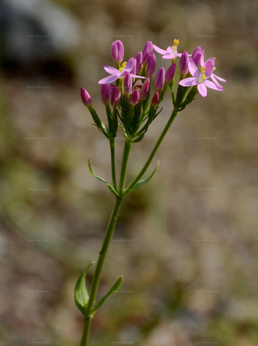 Centaurium pulchellum