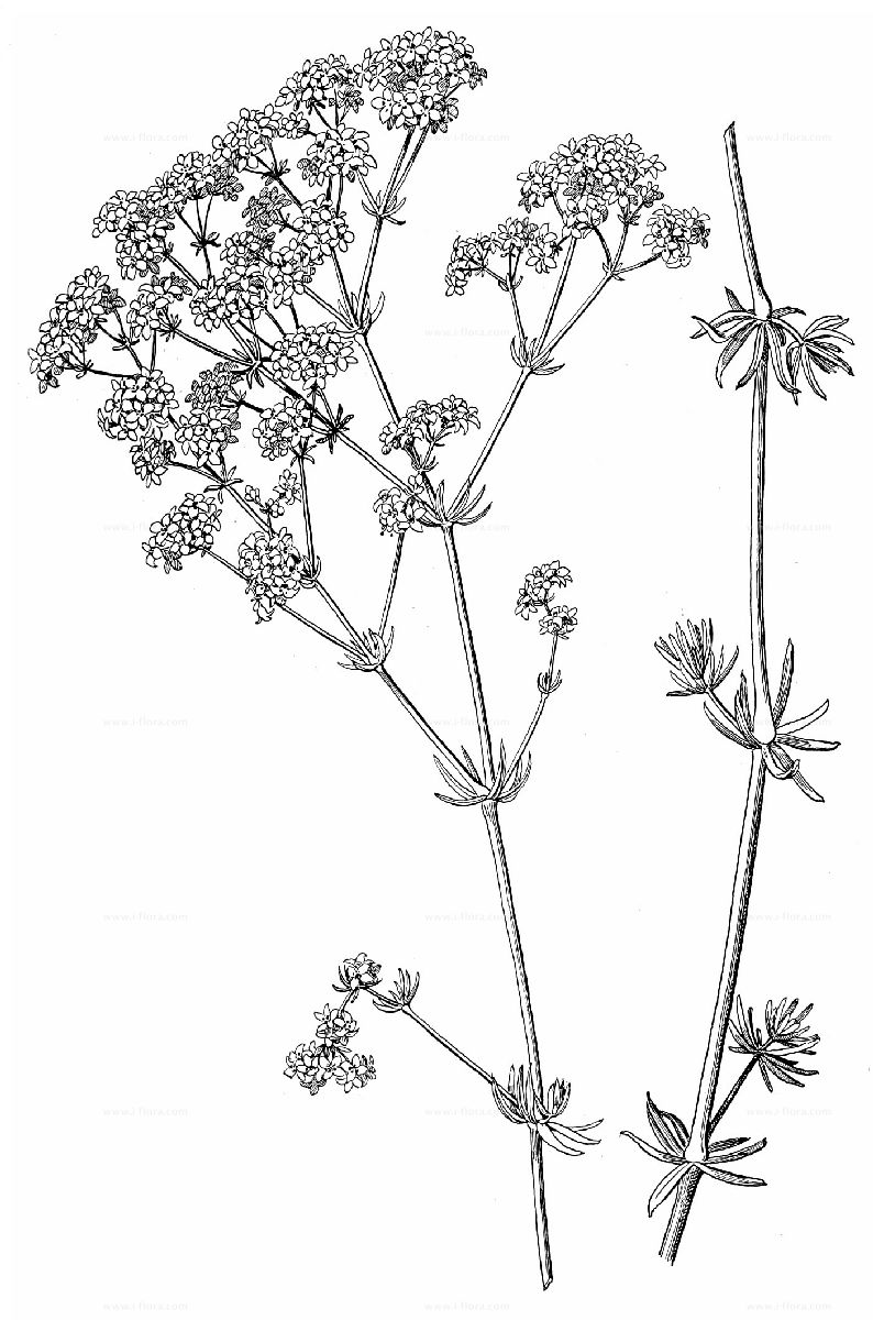 Search for species - Blaugrünes Labkraut (Galium glaucum L.)