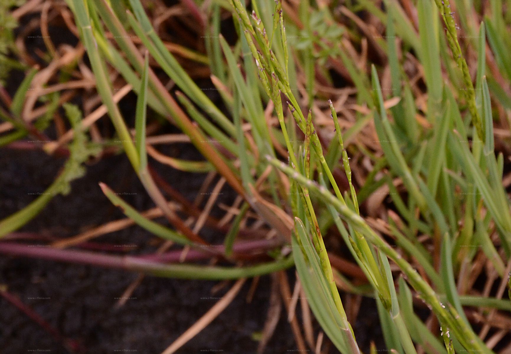 Plicate Sweet-grass