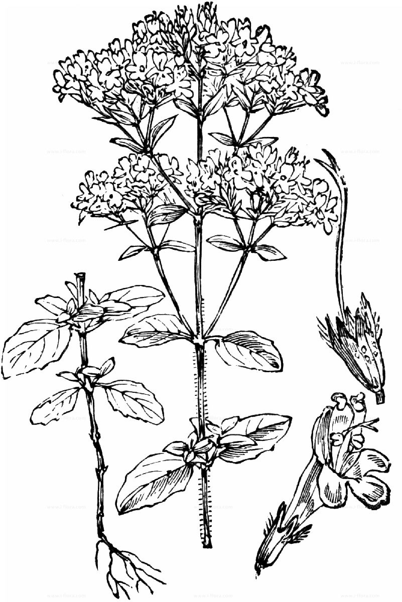 Search for species - Gewöhnlicher Dost (Origanum vulgare L.)