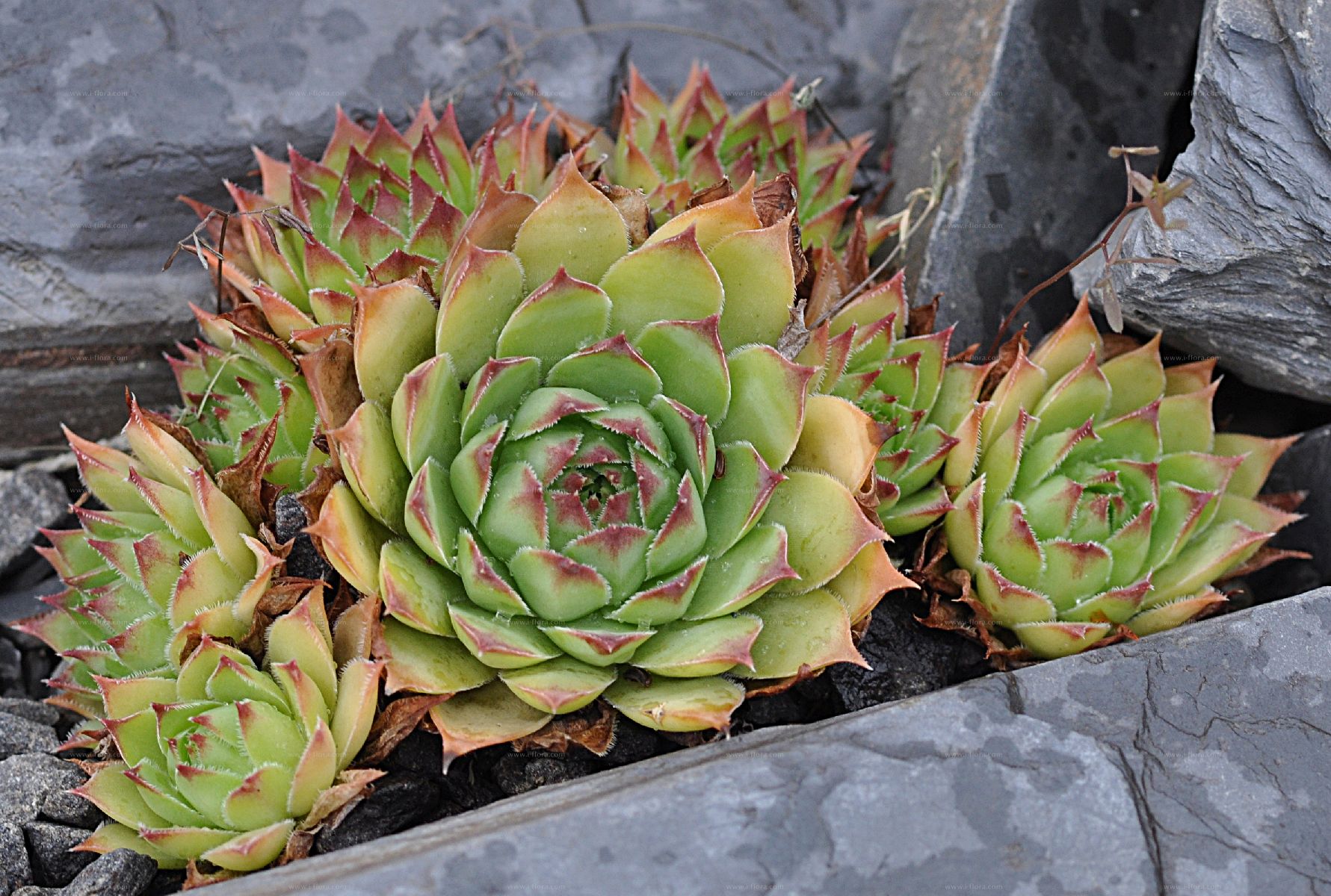 Молодило кровельное (Sempervivum tectorum)