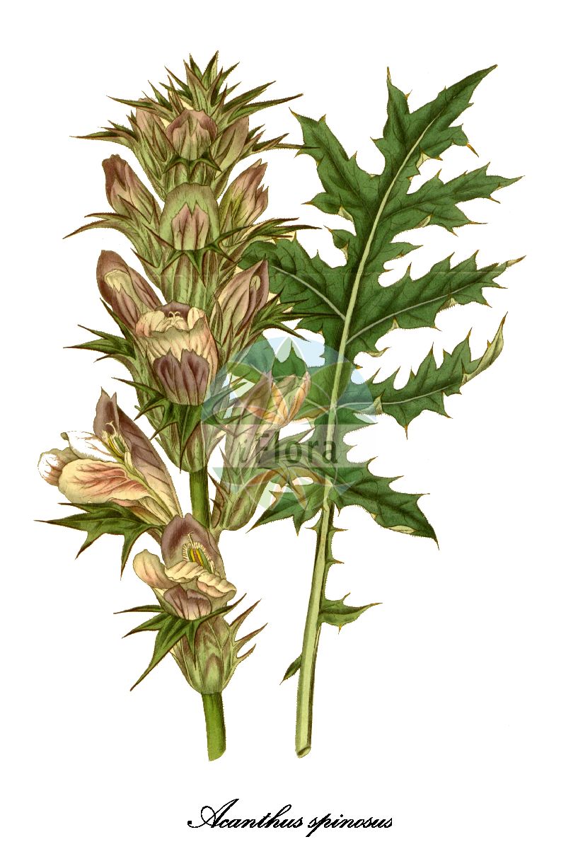 Historische Abbildung von Acanthus spinosus (Dorniger Akanthus). Das Bild zeigt Blatt, Bluete, Frucht und Same. ---- Historical Drawing of Acanthus spinosus (Dorniger Akanthus). The image is showing leaf, flower, fruit and seed.(Acanthus spinosus,Dorniger Akanthus,Acanthus caroli-alexandri,Acanthus spinosissimus,Acanthus,Akanthus,Acanthaceae,Akanthusgewächse,Blatt,Bluete,Frucht,Same,leaf,flower,fruit,seed,Curtis Botanical Magazine (1816))