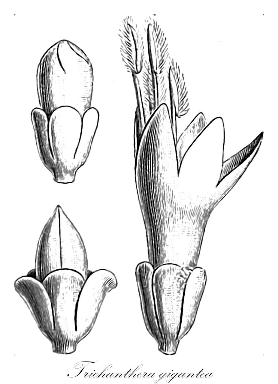 Trichanthera gigantea - Acanthaceae,Plantae,Pteridobiotina,Angiosperms,Lamiales,Acanthaceae,Trichanthera,Trichanthera gigantea,Besleria surinamensis, Besleria verrucosa, Clerodendrum verrucosum, Ruellia gigantea, Trichanthera gigantea var. guianensis, Trixanthera angularis