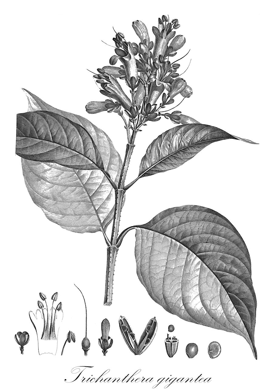 Trichanthera gigantea - Acanthaceae,Plantae,Pteridobiotina,Angiosperms,Lamiales,Acanthaceae,Trichanthera,Trichanthera gigantea,Besleria surinamensis, Besleria verrucosa, Clerodendrum verrucosum, Ruellia gigantea, Trichanthera gigantea var. guianensis, Trixanthera angularis