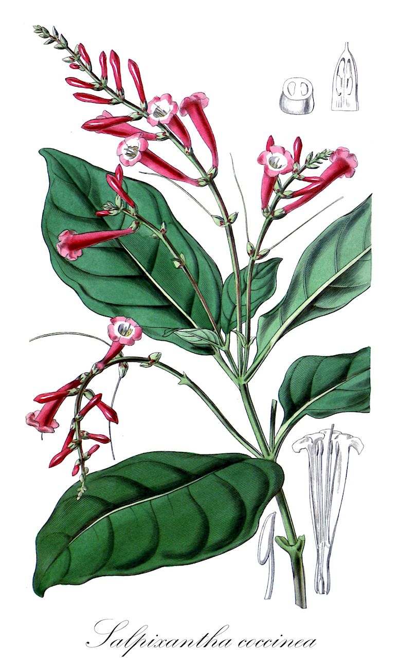 Salpixantha coccinea - Acanthaceae,Plantae,Pteridobiotina,Angiosperms,Lamiales,Acanthaceae,Salpixantha,Salpixantha coccinea,Geissomeria coccinea