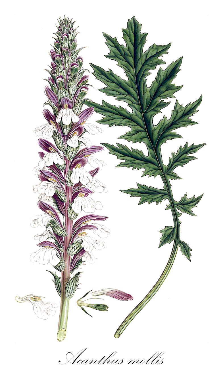 Acanthus mollis - Acanthaceae,Plantae,Pteridobiotina,Angiosperms,Lamiales,Acanthaceae,Acanthus,Acanthus mollis,Acanthus lusitanicus, Acanthus mollis var. nigra,Weicher Akanthus;Akanthus;bear's-breech;Acanthe molle;branche-ursine;acanthe;acanthe à feuilles molles;patta d'ours;acanto;oreja gigante;hierba carderona;alas de ángel;alcanto;branca medicinal;carderona;carneruna;flor de Argel;hierba giganta;hierba gigantina;lampazo;nazarenos;nazarenos de Andalucía;oreja de gigante;acanto;acanto comune;branca orsina;brancalupo;moeras-kartelblad;zachte acanthus;erva-gigante;acanto;acanto-manso;branca-ursina;pé-de-urso;gigante;акант мягкий;ayıpençesi;acant;ala d'àngel;branca ursina;cànem de bruixes;carnera;caruera;herba carnera;herba gegant;orella de tata;meki primog;mjukakantus;björnklo;blød akantus;blød akantus;akant miękki;akant;ハアザミ;haazami;akansasu;akantsusu;アカンツス;アカンサス;ħannewija