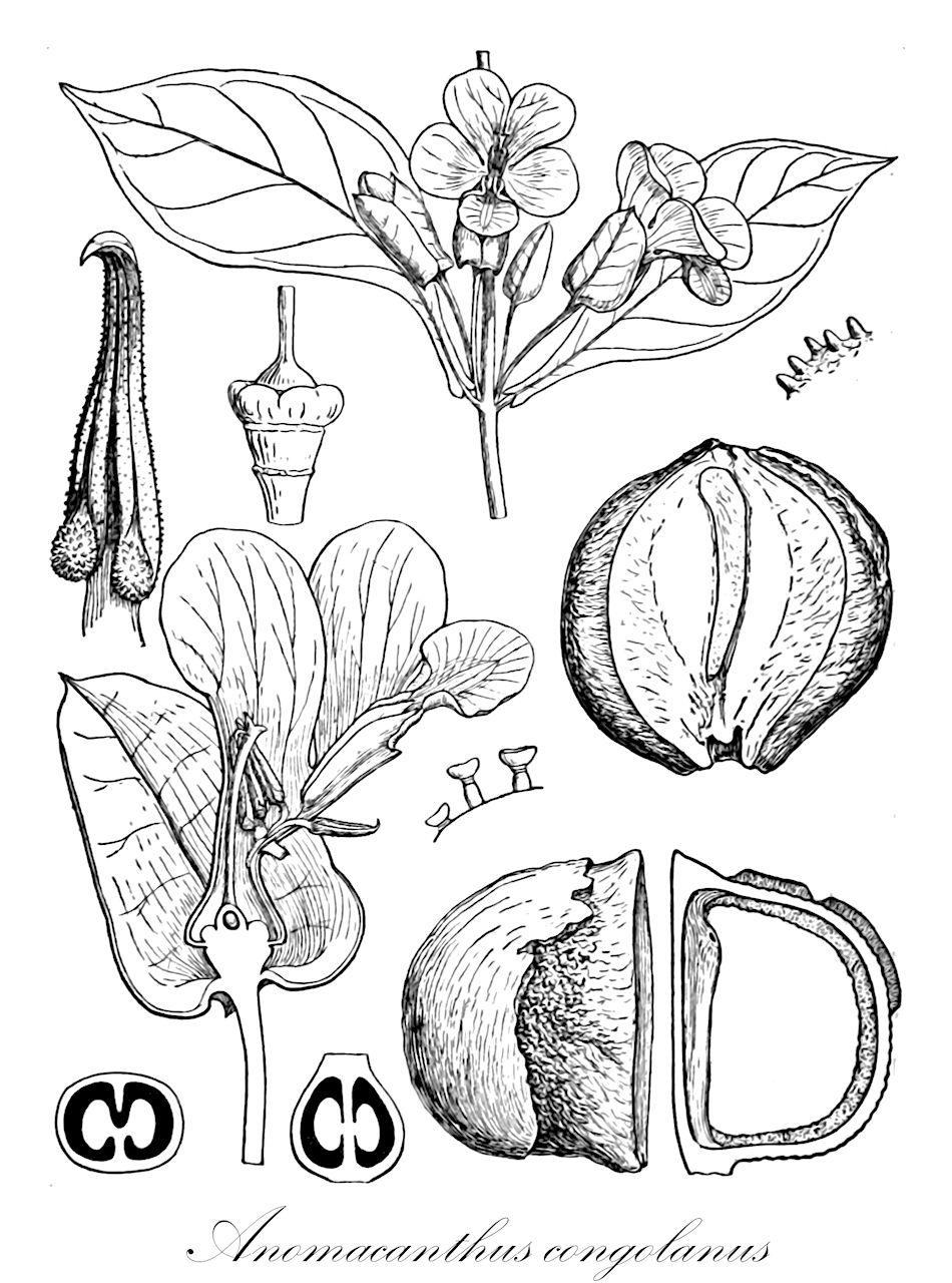 Anomacanthus congolanus - Acanthaceae,Plantae,Pteridobiotina,Angiosperms,Lamiales,Acanthaceae,Anomacanthus,Anomacanthus congolanus,Anomacanthus drupaceus, Gilletiella congolana, Thunbergia attenuata