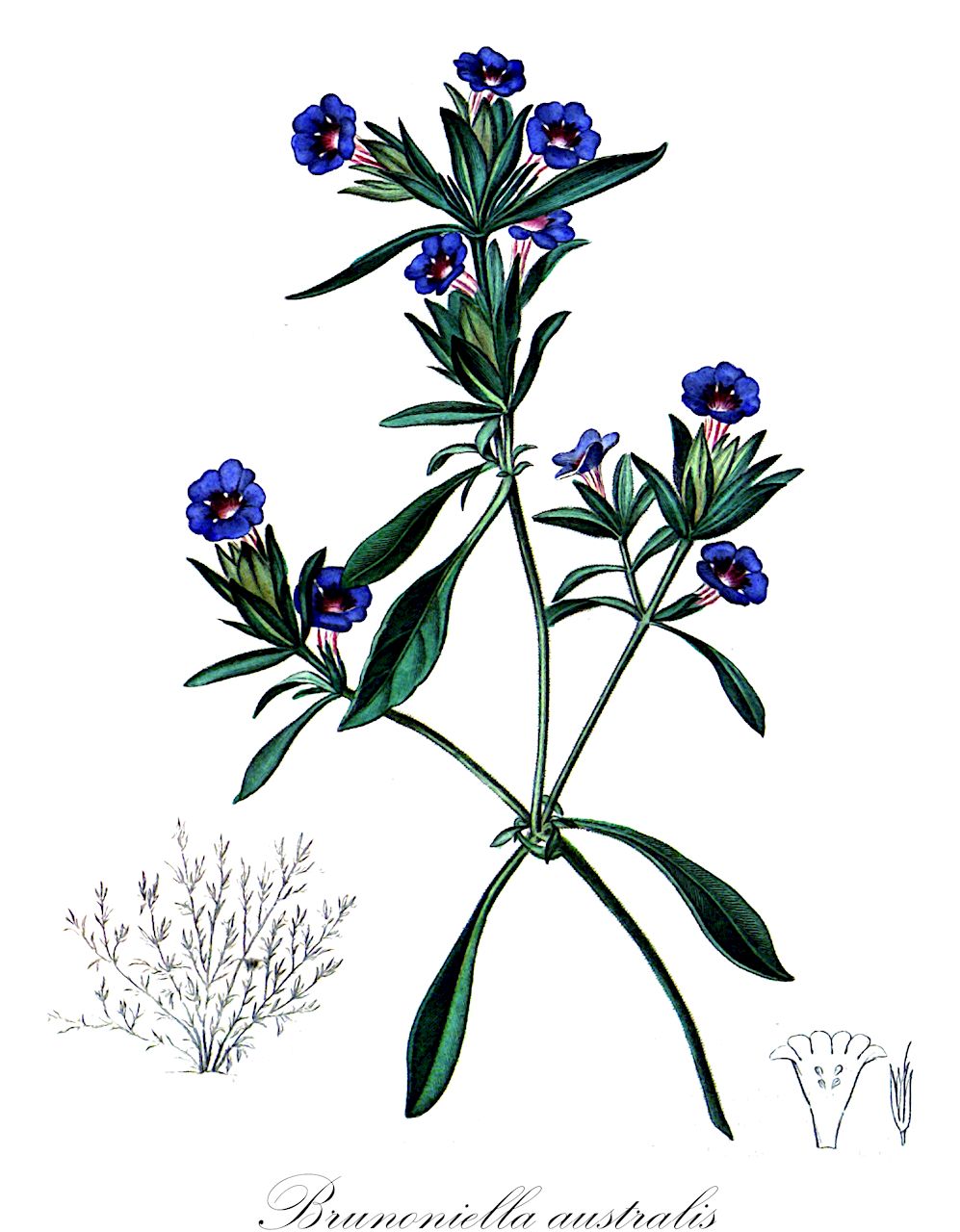 Brunoniella australis - Acanthaceae,Plantae,Pteridobiotina,Angiosperms,Lamiales,Acanthaceae,Brunoniella,Brunoniella australis,Dipteracanthus pumilio, Ruellia australis