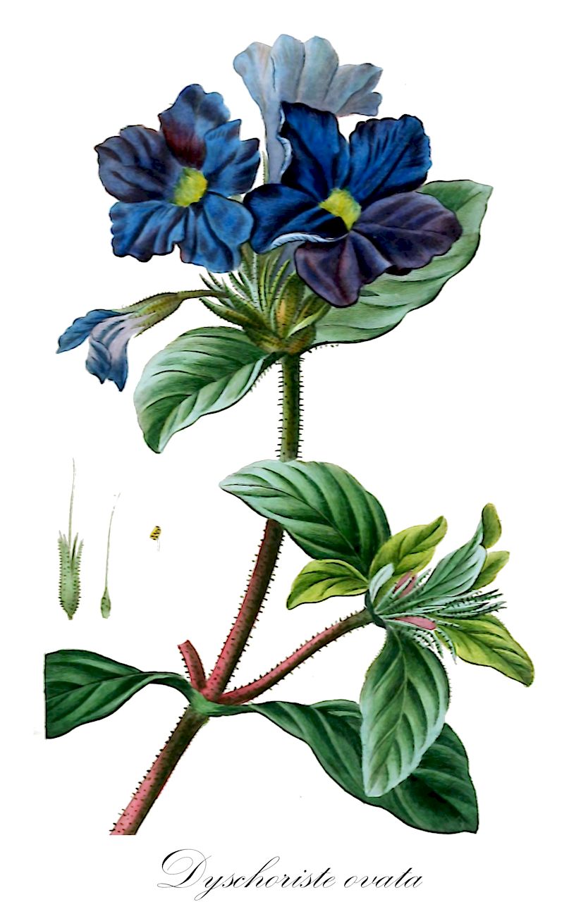 Dyschoriste ovata - Acanthaceae,Plantae,Pteridobiotina,Angiosperms,Lamiales,Acanthaceae,Dyschoriste,Dyschoriste ovata,Calophanes ovata, Calophanes ovatus, Fabria cordifolia, Ruellia ovata