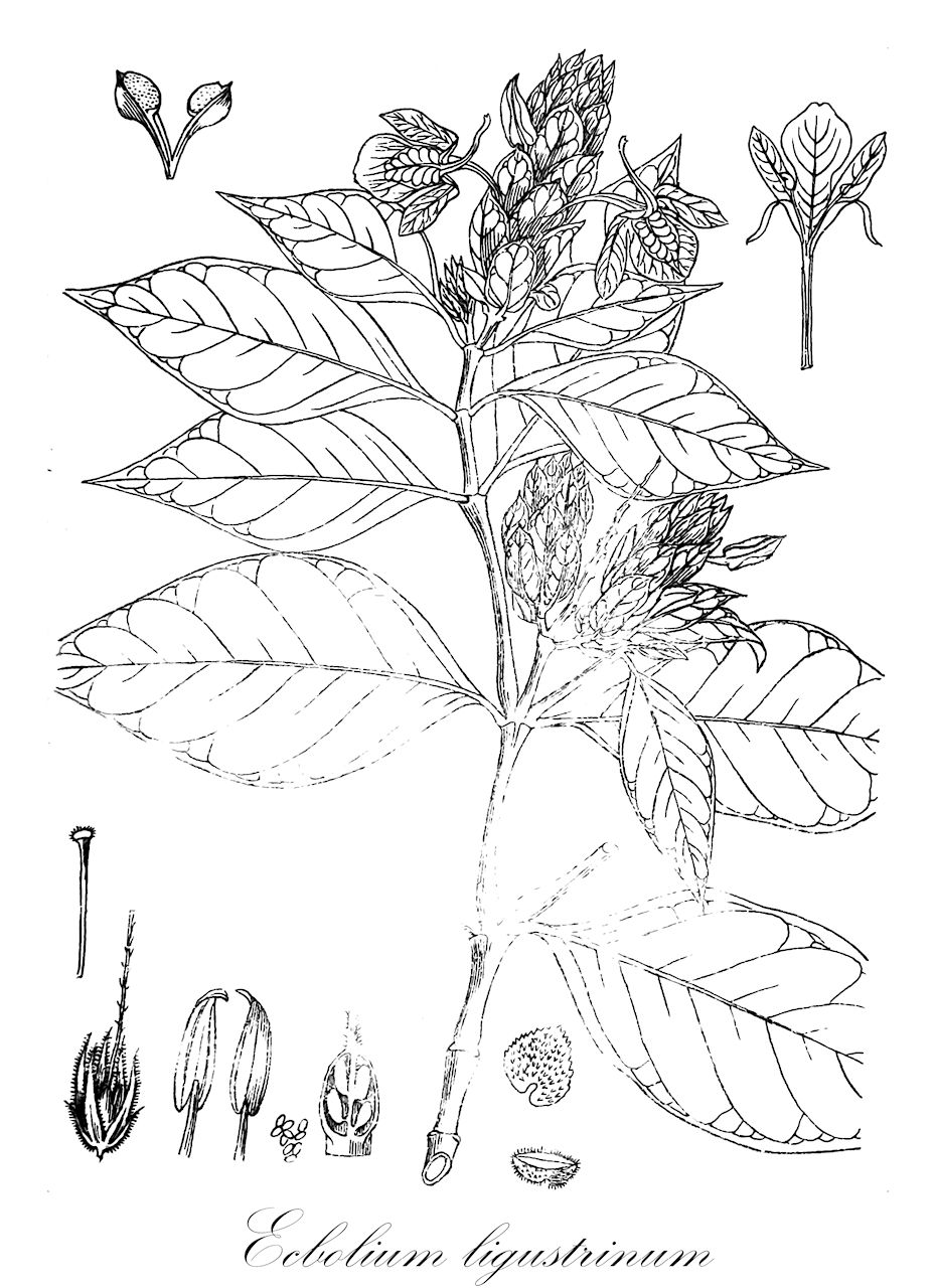 Ecbolium ligustrinum - Acanthaceae,Plantae,Pteridobiotina,Angiosperms,Lamiales,Acanthaceae,Ecbolium,Ecbolium ligustrinum,Ecbolium viride subsp. ligustrinum, Ecbolium viride var. dentatum, Justicia ligustrina