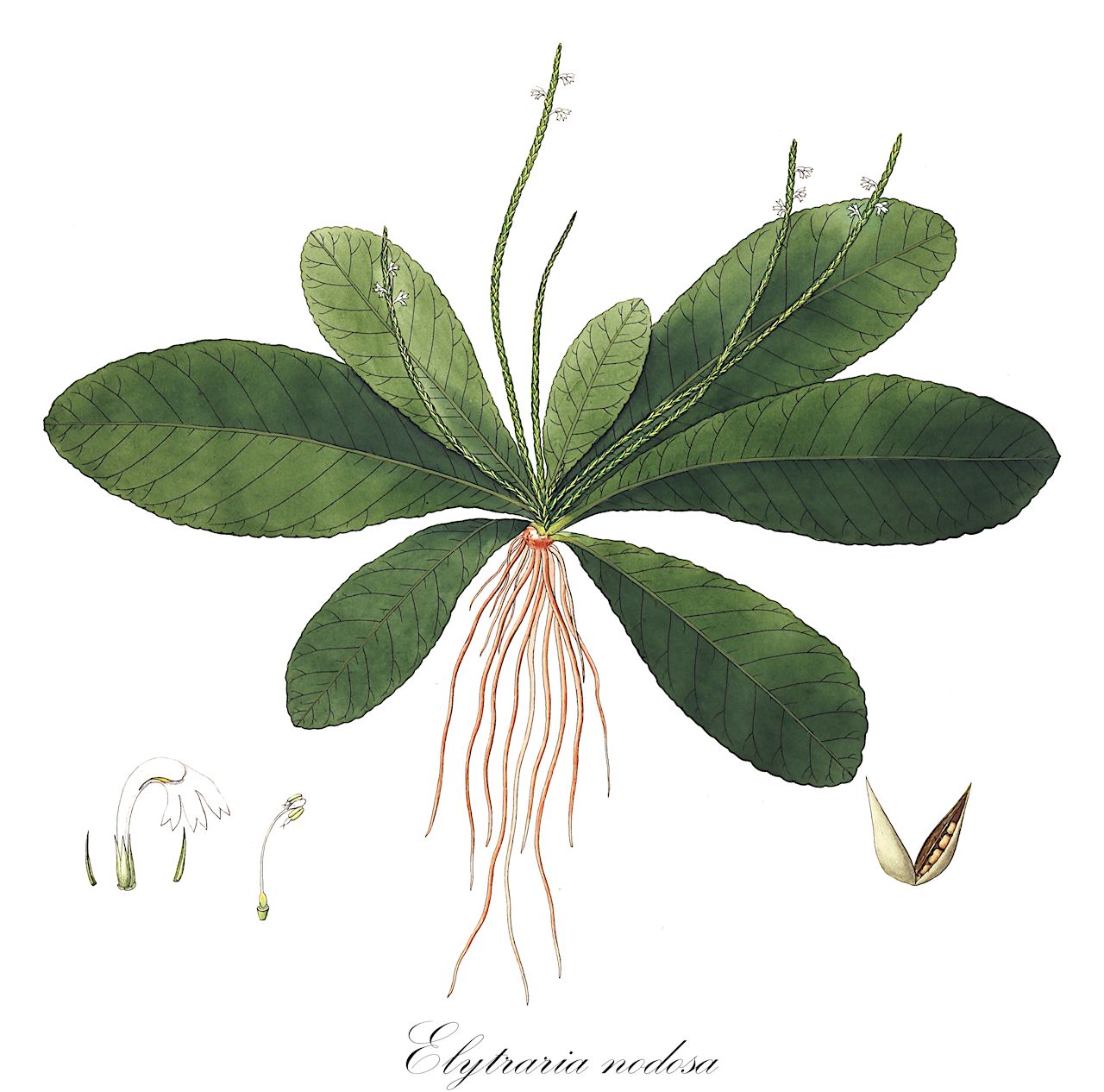 Elytraria nodosa - Acanthaceae,Plantae,Pteridobiotina,Angiosperms,Lamiales,Acanthaceae,Elytraria,Elytraria nodosa