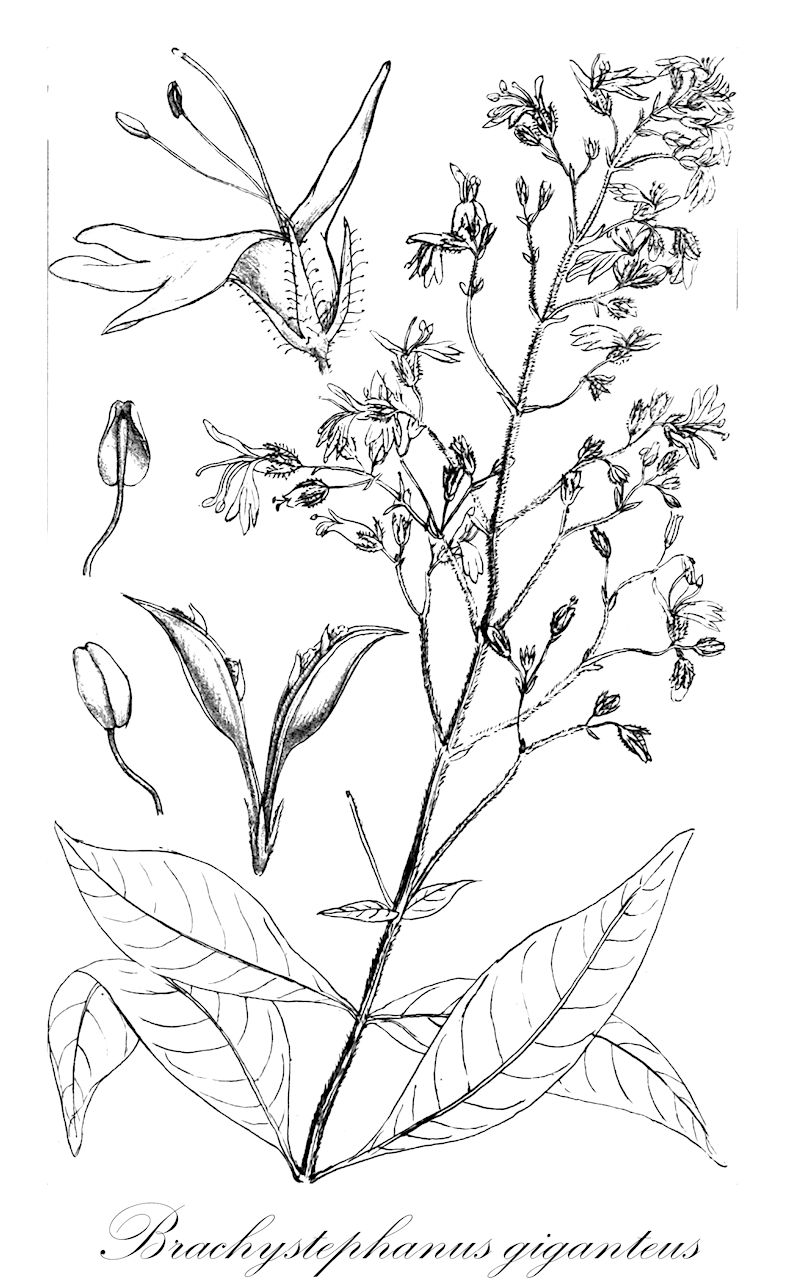 Brachystephanus giganteus - Acanthaceae,Plantae,Pteridobiotina,Angiosperms,Lamiales,Acanthaceae,Brachystephanus,Brachystephanus giganteus,Oreacanthus mannii