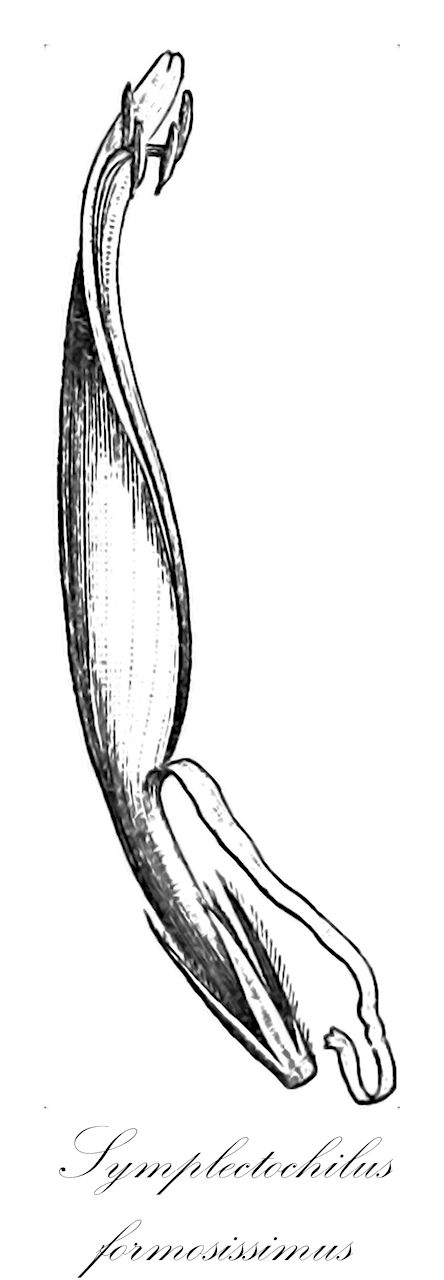 Symplectochilus formosissimus - Acanthaceae,Plantae,Pteridobiotina,Angiosperms,Lamiales,Acanthaceae,Symplectochilus,Symplectochilus formosissimus,Adhatoda formosissima, Anisotes formosissimus, Macrorungia formosissima