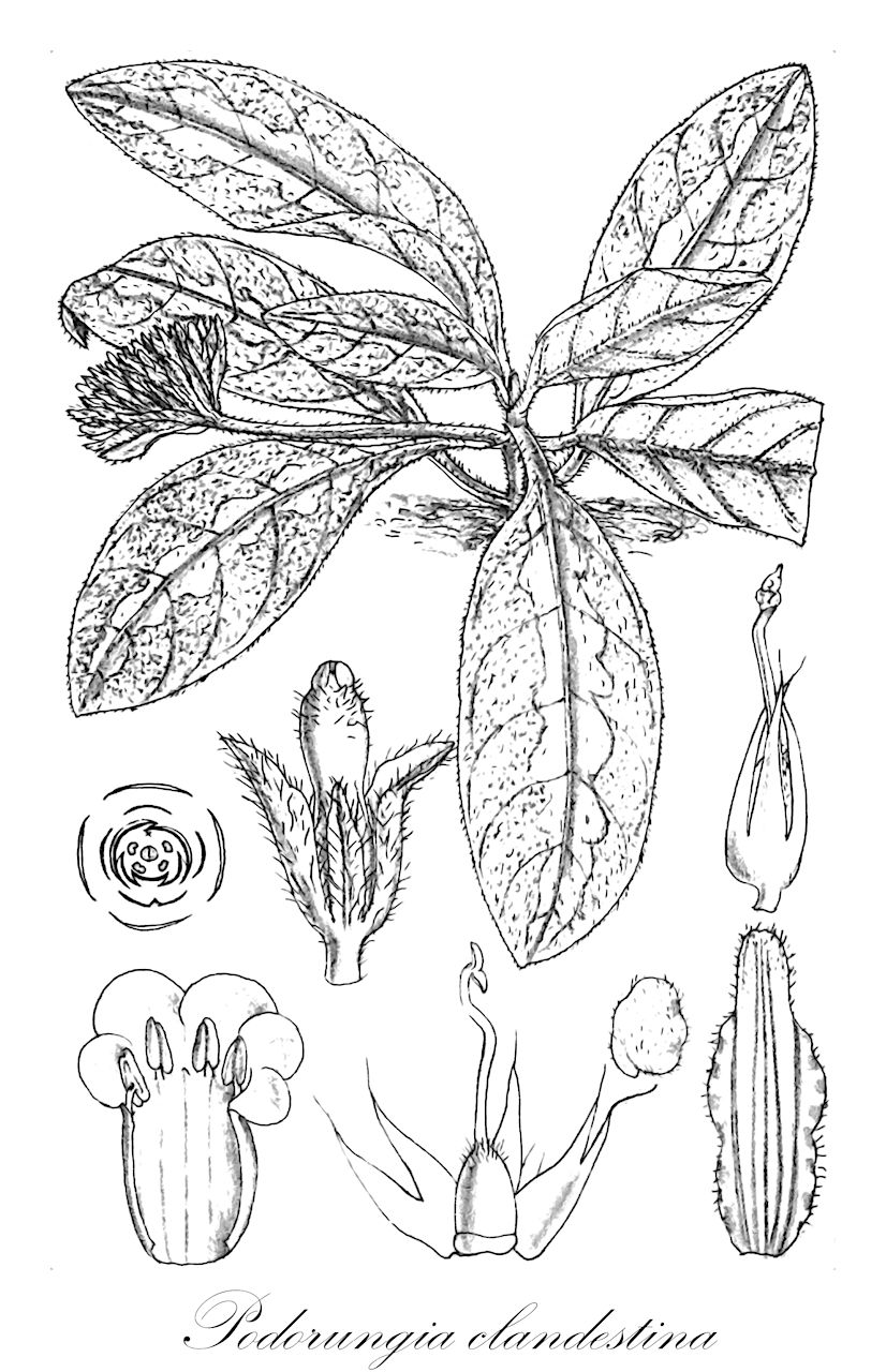 Podorungia clandestina - Acanthaceae,Plantae,Pteridobiotina,Angiosperms,Lamiales,Acanthaceae,Podorungia,Podorungia clandestina,Warpuria clandestina