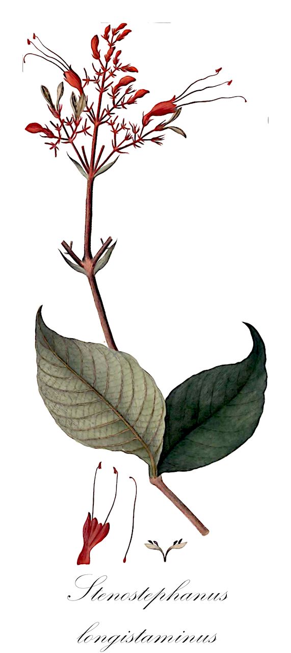 Stenostephanus longistaminus - Acanthaceae,Plantae,Pteridobiotina,Angiosperms,Lamiales,Acanthaceae,Stenostephanus,Stenostephanus longistaminus,Justicia longistamina, Thyrsacanthus longistamina, Thyrsacanthus longistaminus