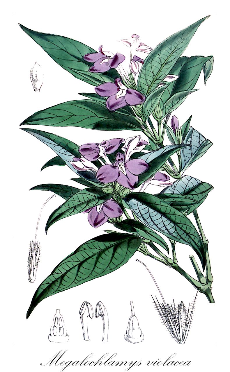 Megalochlamys violacea - Acanthaceae,Plantae,Pteridobiotina,Angiosperms,Lamiales,Acanthaceae,Megalochlamys,Megalochlamys violacea,Dianthera violacea, Ecbolium anisacanthus, Ecbolium violaceum, Justicia anisacanthus, Justicia violacea, Monechma ciliatum, Monechma violaceum, Schwabea anisacanthus, Schwabea salicifolia