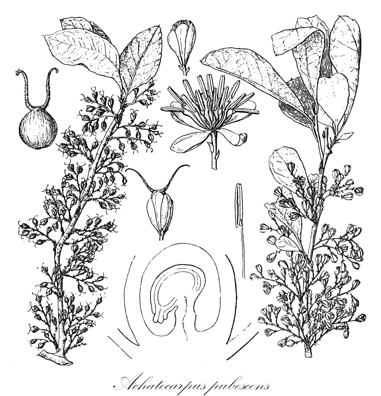 Achatocarpus pubescens - Achatocarpaceae,Plantae,Pteridobiotina,Angiosperms,Caryophyllales,Achatocarpaceae,Achatocarpus,Achatocarpus pubescens,Achatocarpus mollis, Achatocarpus oaxacanus