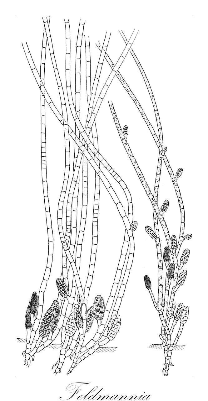 Feldmannia - Myrtaceae,Biota,Chromista,Ochrophyta,Phaeophyceae,Ectocarpales,Acinetosporaceae,Feldmannia