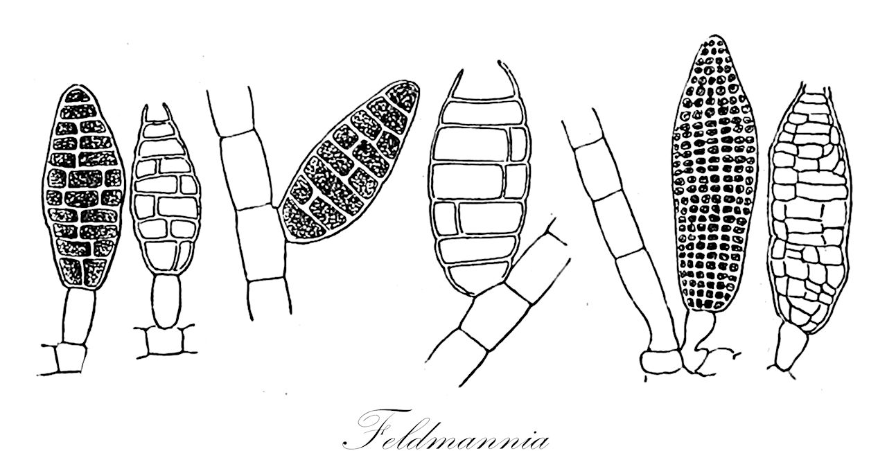 Feldmannia - Acinetosporaceae,Biota,Chromista,Ochrophyta,Phaeophyceae,Ectocarpales,Acinetosporaceae,Feldmannia