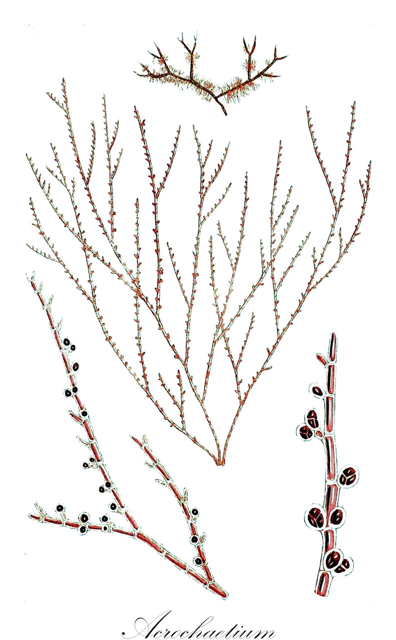 Acrochaetium - Acrochaetiaceae,Biota,Plantae,Rhodophyta,Eurhodophytina,Florideophyceae,Acrochaetiales,Acrochaetiaceae,Acrochaetium,Chromastrum, Kylinia, Liagorophila, Rhodochortonopsis