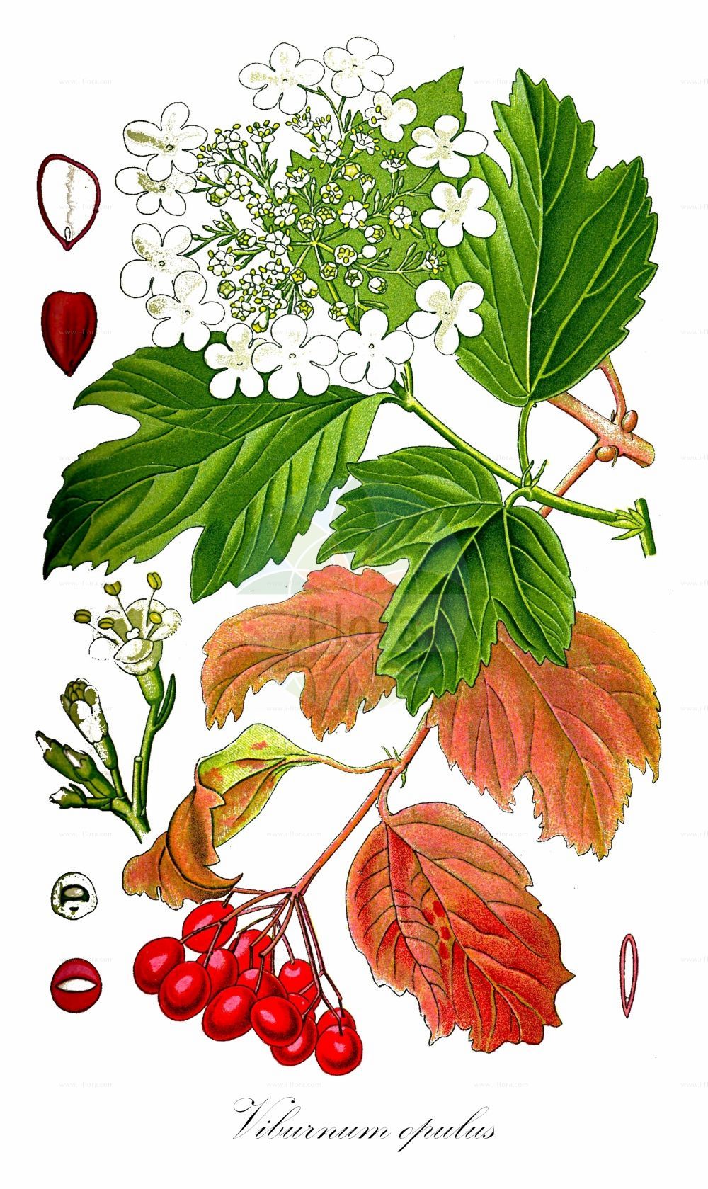 Historische Abbildung von Viburnum opulus (Gewöhnlicher Schneeball - Guelder-rose). ---- Historical Drawing of Viburnum opulus (Gewöhnlicher Schneeball - Guelder-rose).(Viburnum opulus,Gewöhnlicher Schneeball,Guelder-rose,Viburnum opulus,Gewoehnlicher Schneeball,Wasser-Holunder,Wasser-Schneeball,Guelder-rose,European Cranberrybush,Snowball Tree,Water Elder,Viburnum,Schneeball,Viburnum,Adoxaceae,Moschuskrautgewächse,Adoxa family,Thomé (1885))