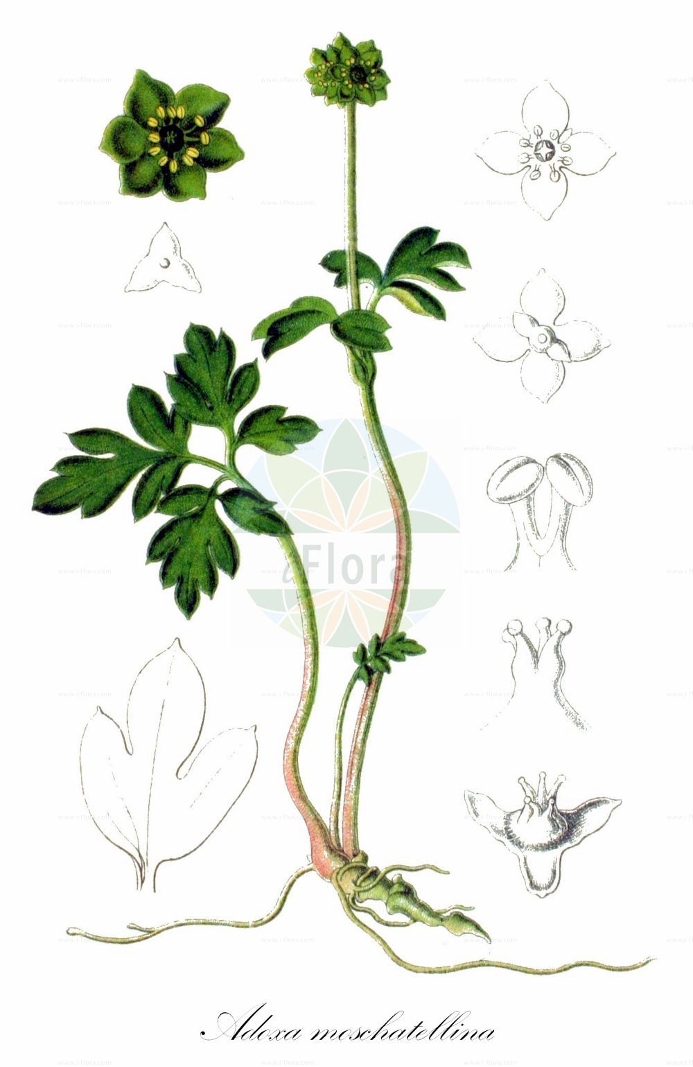 Historische Abbildung von Adoxa moschatellina (Moschuskraut - Moschatel). Das Bild zeigt Blatt, Bluete, Frucht und Same. ---- Historical Drawing of Adoxa moschatellina (Moschuskraut - Moschatel). The image is showing leaf, flower, fruit and seed.(Adoxa moschatellina,Moschuskraut,Moschatel,Adoxa moschatellina,Moschuskraut,Bisamkraut,Moschatel,Muskroot,Townhall Clock,Adoxa,Moschuskraut,Moschatel,Adoxaceae,Moschuskrautgewächse,Adoxa family,Blatt,Bluete,Frucht,Same,leaf,flower,fruit,seed,Sturm (1796f))