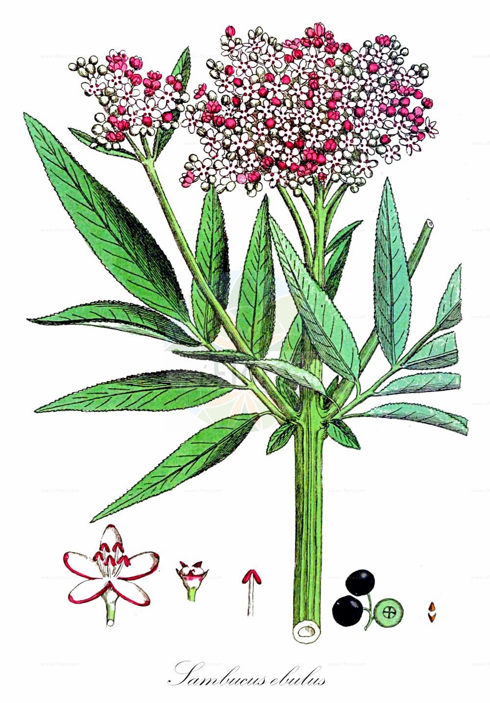 Historische Abbildung von Sambucus ebulus (Zwerg-Holunder - Dwarf Elder). Das Bild zeigt Blatt, Bluete, Frucht und Same. ---- Historical Drawing of Sambucus ebulus (Zwerg-Holunder - Dwarf Elder). The image is showing leaf, flower, fruit and seed.(Sambucus ebulus,Zwerg-Holunder,Dwarf Elder,Sambucus deborensis,Sambucus ebulus,Sambucus ebulus var. deborensis,Zwerg-Holunder,Attich,Dwarf Elder,Danewort,Dwarf Elderberry,Sambucus,Holunder,Elderberry,Adoxaceae,Moschuskrautgewächse,Adoxa family,Blatt,Bluete,Frucht,Same,leaf,flower,fruit,seed,Svensk Botanik (Svensk Botanik))