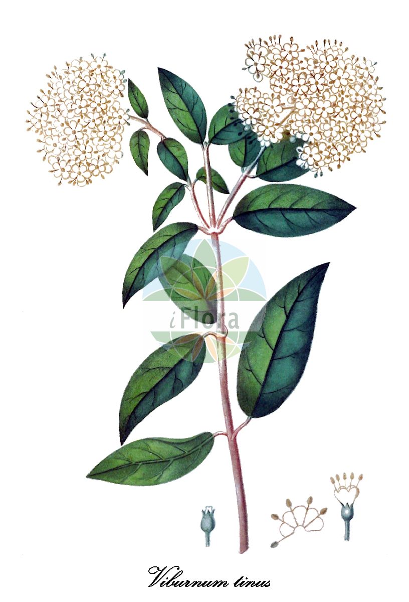 Historische Abbildung von Viburnum tinus (Immergrüner Schneeball - Laurustinus). Das Bild zeigt Blatt, Bluete, Frucht und Same. ---- Historical Drawing of Viburnum tinus (Immergrüner Schneeball - Laurustinus). The image is showing leaf, flower, fruit and seed.(Viburnum tinus,Immergrüner Schneeball,Laurustinus,Lorbeer-Schneeball,Viburnum,Schneeball,Viburnum,Adoxaceae,Moschuskrautgewächse,Adoxa family,Blatt,Bluete,Frucht,Same,leaf,flower,fruit,seed,de Saint-Hilaire (1825))