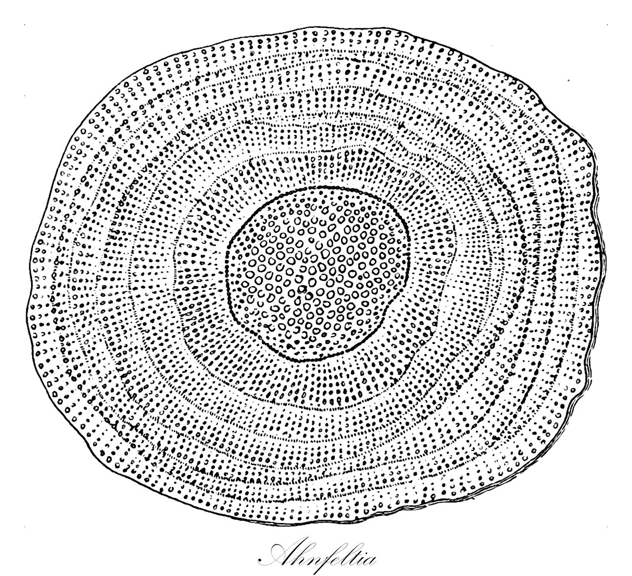 Ahnfeltia - Ahnfeltiaceae,Biota,Plantae,Rhodophyta,Eurhodophytina,Florideophyceae,Ahnfeltiales,Ahnfeltiaceae,Ahnfeltia,Porphyrodiscus, Sterrocolax