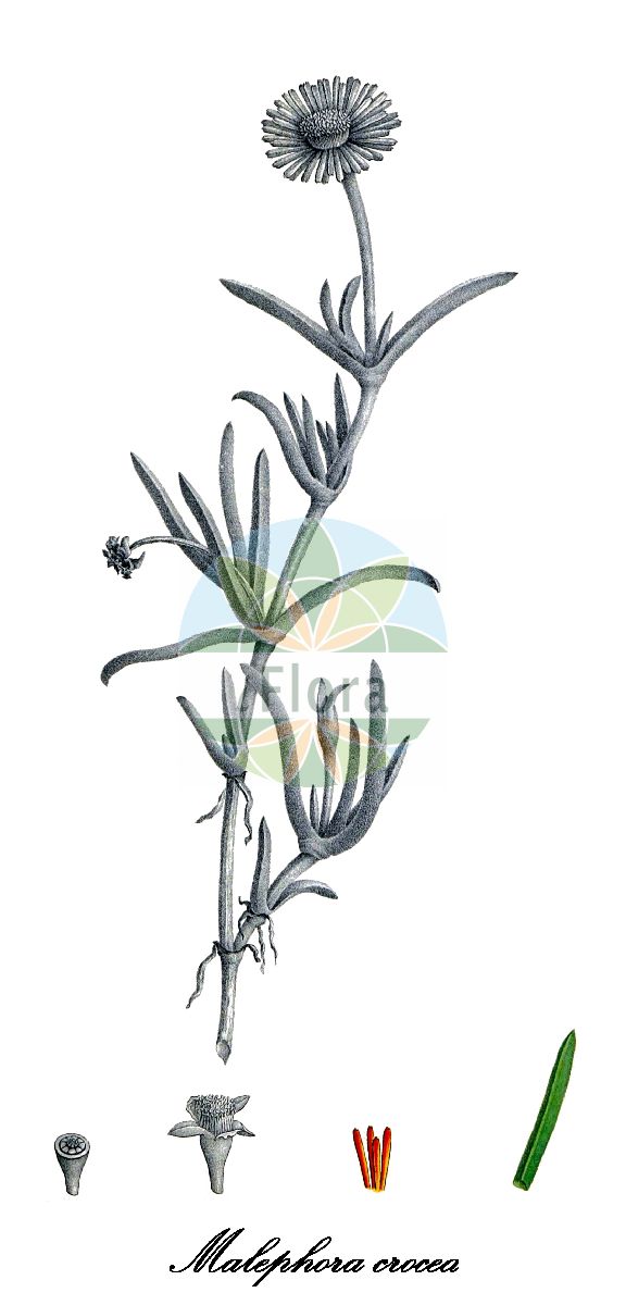Historische Abbildung von Malephora crocea (Crocea iceplant). Das Bild zeigt Blatt, Bluete, Frucht und Same. ---- Historical Drawing of Malephora crocea (Crocea iceplant). The image is showing leaf, flower, fruit and seed.(Malephora crocea,Crocea iceplant,Mesembryanthemum croceum,Malephora,Malephorie,Aizoaceae,Mittagsblumengewächse,Fig-marigold Family,Blatt,Bluete,Frucht,Same,leaf,flower,fruit,seed,von Salm-Reifferscheidt-Dyck (1849-1863))