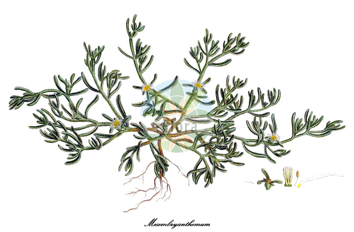 Historische Abbildung von Mesembryanthemum nodiflorum (Slender-leaved iceplant). Das Bild zeigt Blatt, Bluete, Frucht und Same. ---- Historical Drawing of Mesembryanthemum nodiflorum (Slender-leaved iceplant). The image is showing leaf, flower, fruit and seed.(Mesembryanthemum nodiflorum,Slender-leaved iceplant,Mesembryanthemum,Eiskraut,Iceplant,Aizoaceae,Mittagsblumengewächse,Fig-marigold Family,Blatt,Bluete,Frucht,Same,leaf,flower,fruit,seed,Sibthorp & Smith (1806-1840))