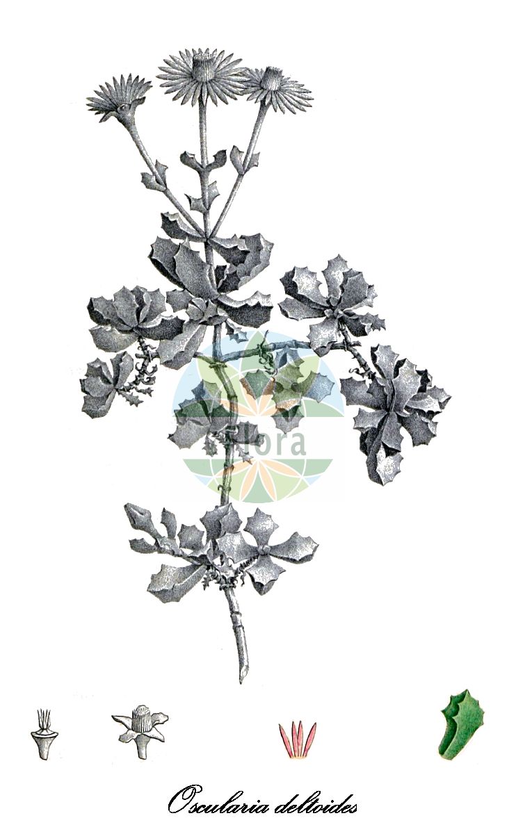 Historische Abbildung von Oscularia deltoides (Deltoid-leaved Dewplant). Das Bild zeigt Blatt, Bluete, Frucht und Same. ---- Historical Drawing of Oscularia deltoides (Deltoid-leaved Dewplant). The image is showing leaf, flower, fruit and seed.(Oscularia deltoides,Deltoid-leaved Dewplant,Lampranthus deltoides,Mesembryanthemum deltoides,Oscularia,Osculariie,Aizoaceae,Mittagsblumengewächse,Fig-marigold Family,Blatt,Bluete,Frucht,Same,leaf,flower,fruit,seed,von Salm-Reifferscheidt-Dyck (1849-1863))