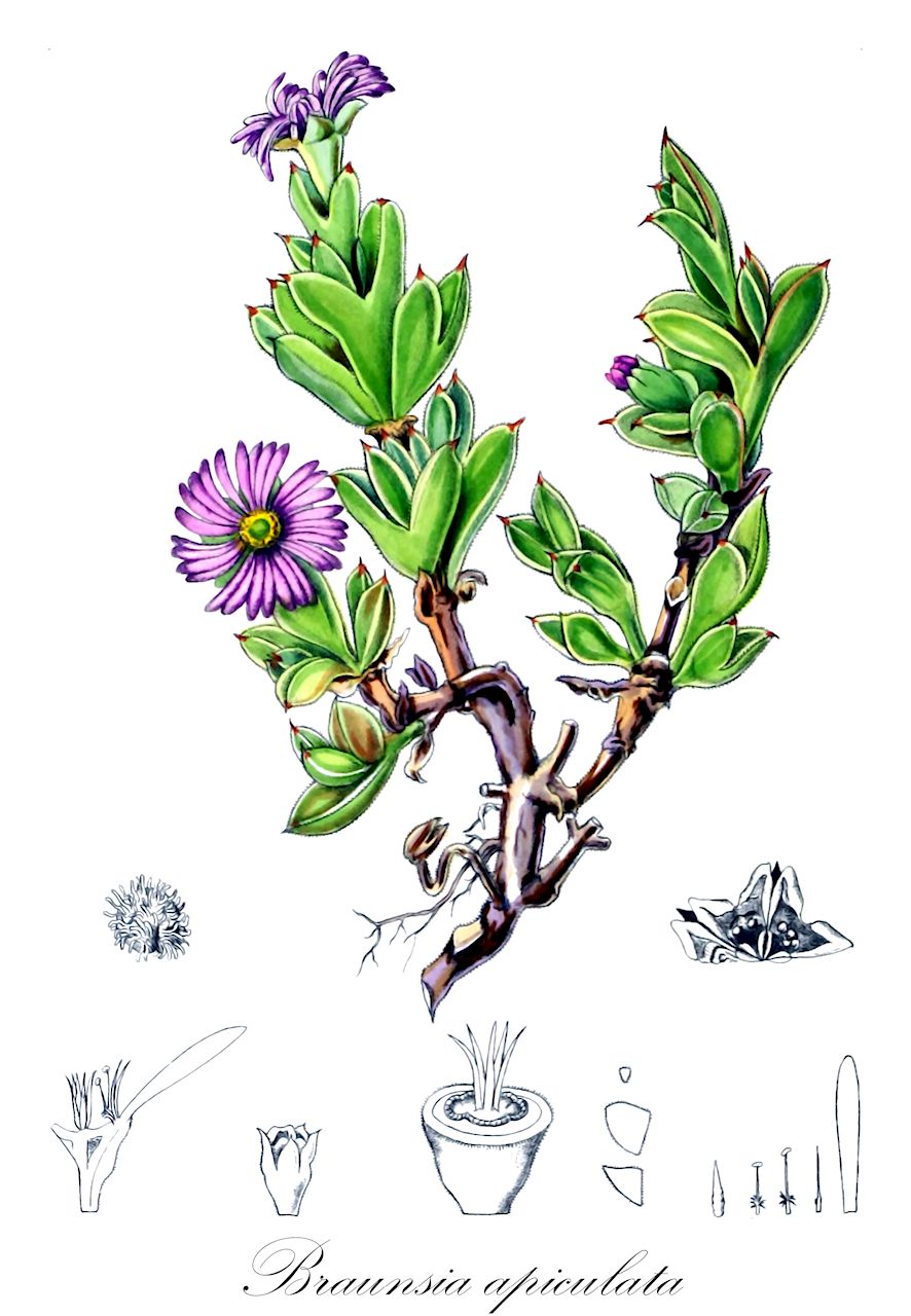 Braunsia apiculata - Aizoaceae,Plantae,Pteridobiotina,Angiosperms,Caryophyllales,Aizoaceae,Ruschioideae,Braunsia,Braunsia apiculata,Braunsia apiculata, Echinus apiculatus, Mesembryanthemum apiculatum