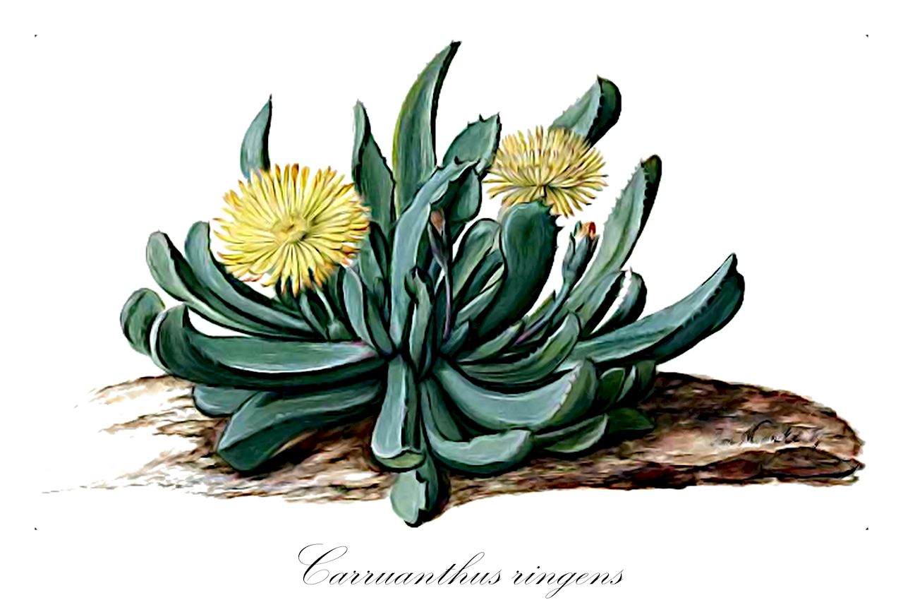 Carruanthus ringens - Aizoaceae,Plantae,Pteridobiotina,Angiosperms,Caryophyllales,Aizoaceae,Ruschioideae,Carruanthus,Carruanthus ringens,Bergeranthus caninus, Carruanthus caninus, Carruanthus caninus, Carruanthus vulpinus, Mesembryanthemum caninum, Mesembryanthemum caninum, Mesembryanthemum caninum var. paucidentatum, Mesembryanthemum caninum var. vulpinum, Mesembryanthemum ringens, Mesembryanthemum vulpinum, Tischleria peersii