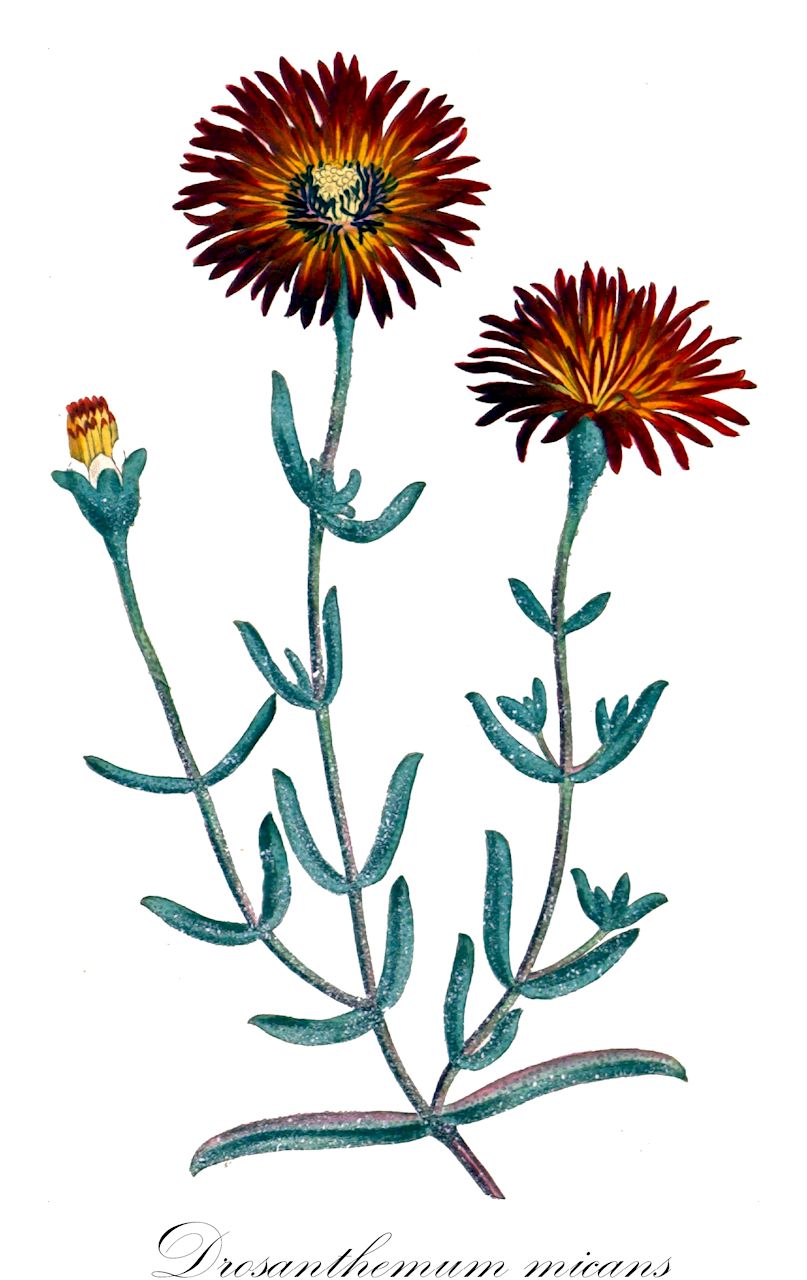 Drosanthemum micans - Aizoaceae,Plantae,Pteridobiotina,Angiosperms,Caryophyllales,Aizoaceae,Ruschioideae,Drosanthemeae,Drosanthemum,Drosanthemum micans,Mesembryanthemum micans