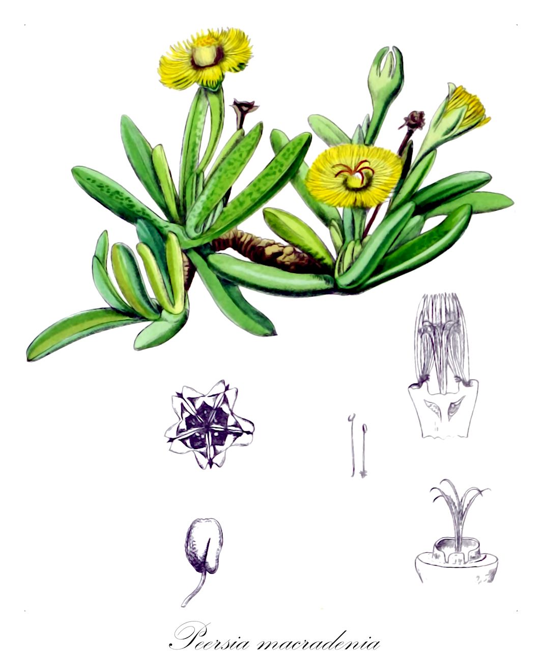 Peersia macradenia - Aizoaceae,Plantae,Pteridobiotina,Angiosperms,Caryophyllales,Aizoaceae,Ruschioideae,Peersia,Peersia macradenia,Mesembryanthemum macradenium, Rhinephyllum macradenium