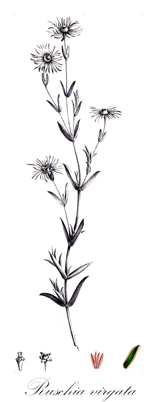 Ruschia virgata - Aizoaceae,Plantae,Pteridobiotina,Angiosperms,Caryophyllales,Aizoaceae,Ruschioideae,Ruschia,Ruschia virgata,Antimima virgata, Mesembryanthemum compressum, Mesembryanthemum virgatum