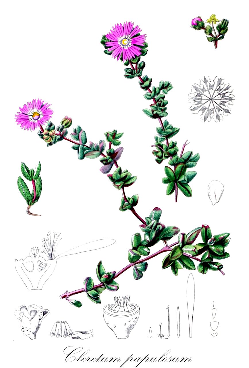 Cleretum papulosum - Aizoaceae,Plantae,Pteridobiotina,Angiosperms,Caryophyllales,Aizoaceae,Ruschioideae,Dorotheantheae,Cleretum,Cleretum papulosum,Cephalophyllum anemoniflorum, Cephalophyllum dubium, Cleretum papulosum, Cleretum papulosum subsp. papulosum, Cleretum sessiliflorum, Cleretum sessiliflorum var. luteum, Cryophytum sessiliflorum, Mesembryanthemum album, Mesembryanthemum papulosum, Mesembryanthemum sessiliflorum, Micropterum papulosum, Micropterum papulosum subsp. multiflorum, Micropterum papulosum subsp. papulosum, Micropterum sessiliflorum, Micropterum sessiliflorum var. luteum, Micropterum sessiliflorum var. sessiliflorum